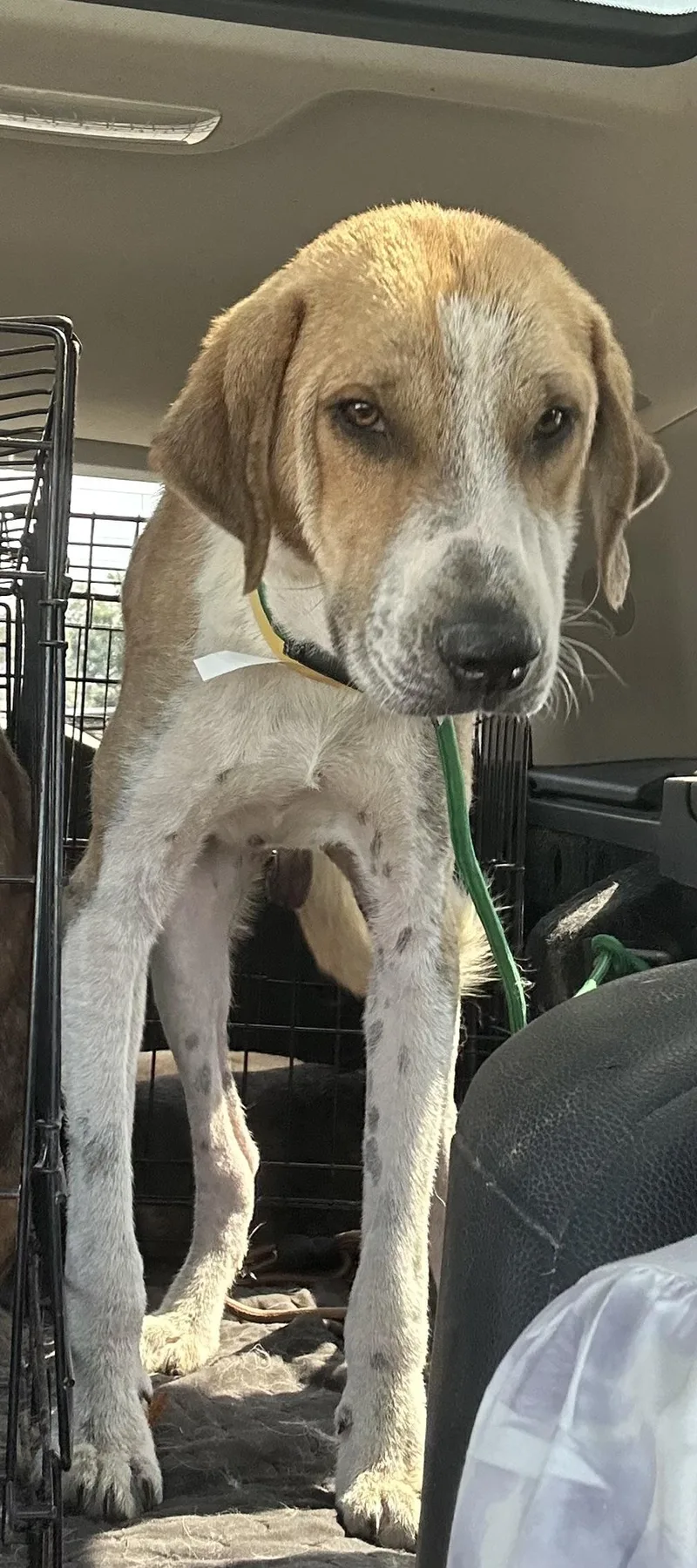 An adult medium-sized male Sable American Foxhound dog named Rowdy for adoption in Pine Bluff, AR