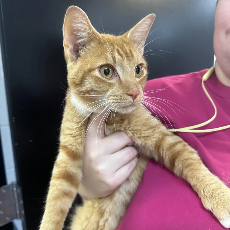 A young medium-sized male Orange / Red Domestic Short Hair cat named Orange Juice for adoption in Gadsden, AL