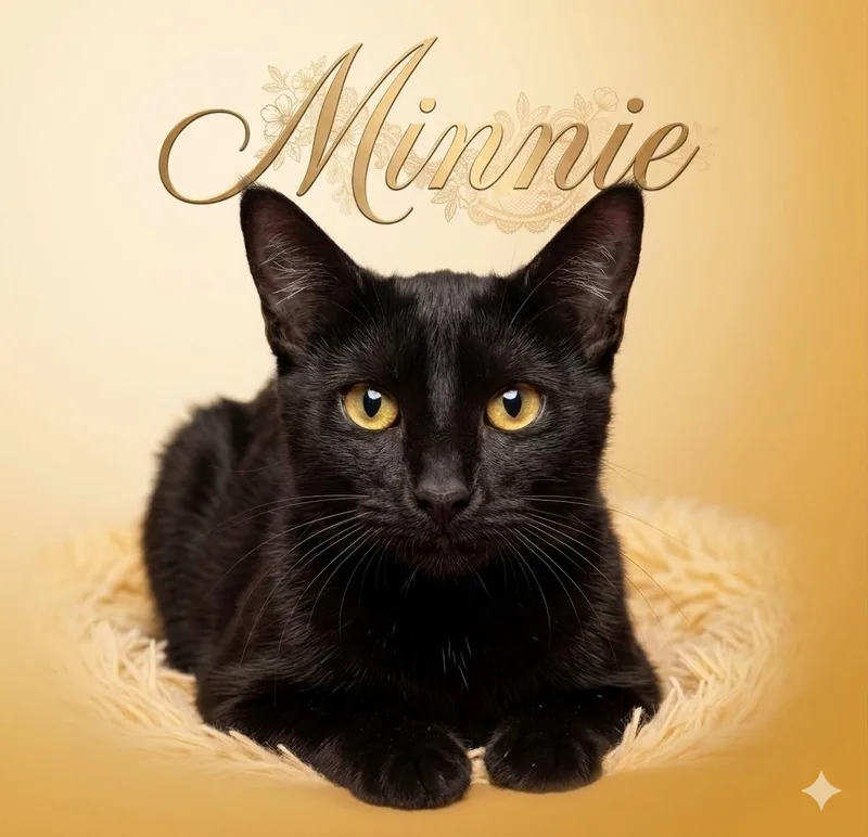 A young medium-sized female Bombay cat named Minnie sister of for adoption in Spring Branch, TX