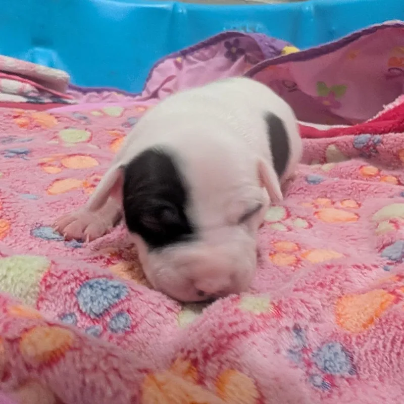 A baby small-sized male White / Cream Terrier dog named Kermit for adoption in Jasper, IN