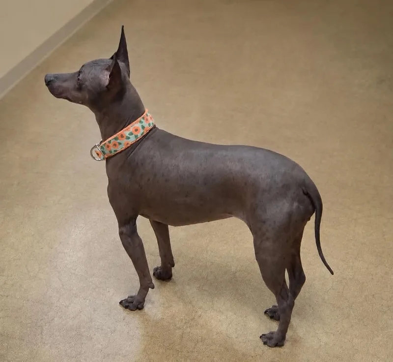 An adult small-sized female Black Xoloitzcuintli / Mexican Hairless dog named Cookie for adoption in warrenville, SC