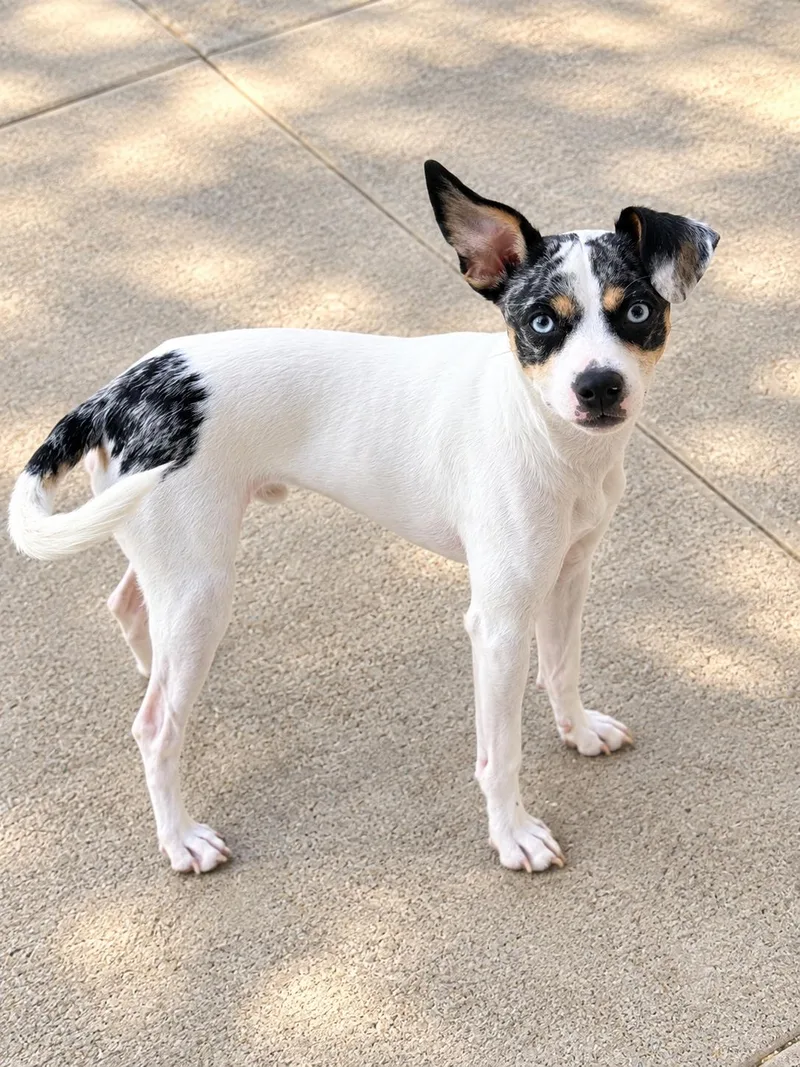 A baby small-sized male Chihuahua dog named Blu for adoption in Humble, TX