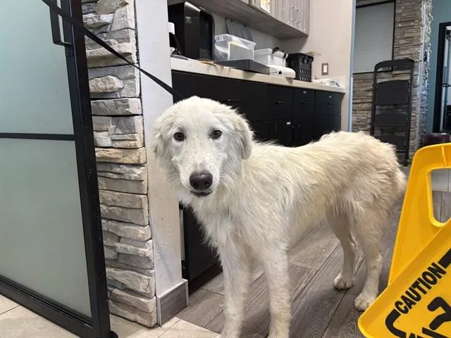 A young large-sized male Great Pyrenees dog named Daniel for adoption in Garland, TX