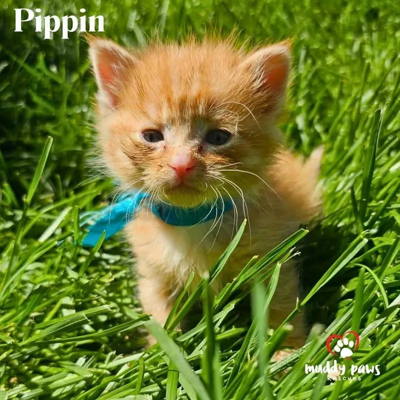 Tea Garden Litter: Pippin