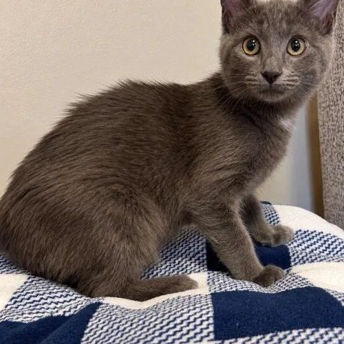 A baby small-sized female Gray / Blue / Silver Russian Blue cat named Cherry Tomato for adoption in Edmond, OK