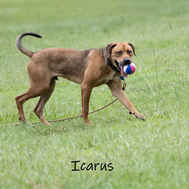 Icarus