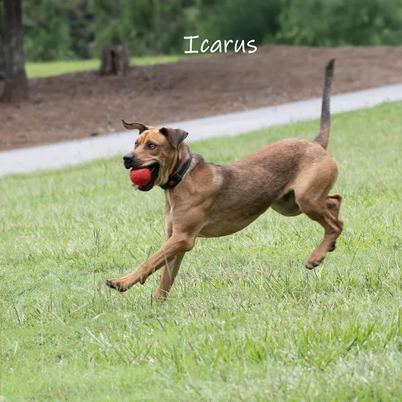 Icarus thumbnail 2