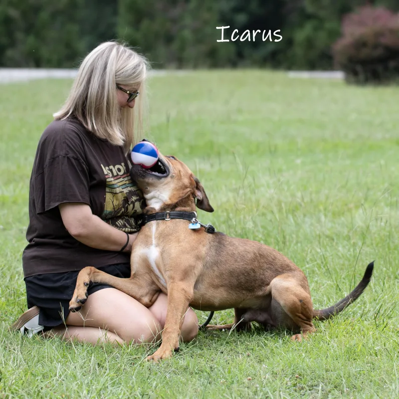 Icarus thumbnail 5