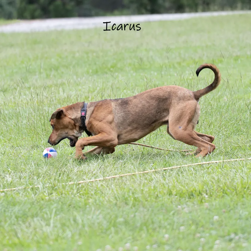 Icarus thumbnail 6