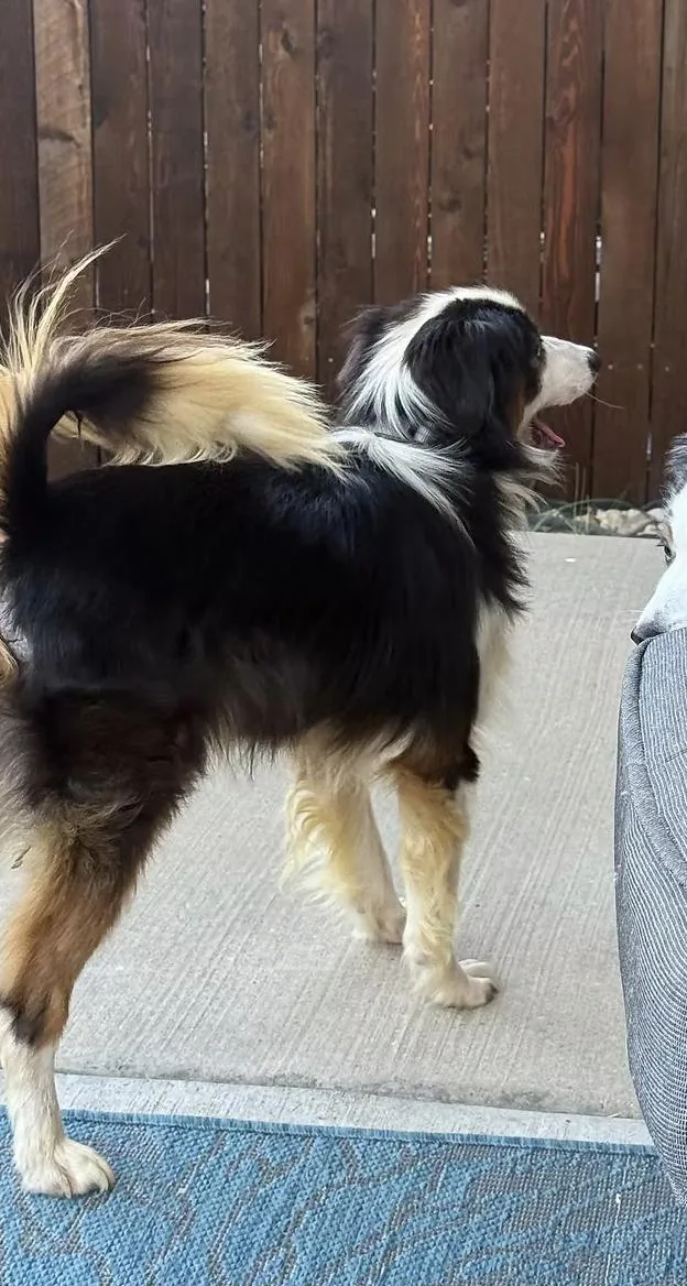 An adult medium-sized male Australian Shepherd dog named Botley Smith for adoption in Arlington, TX