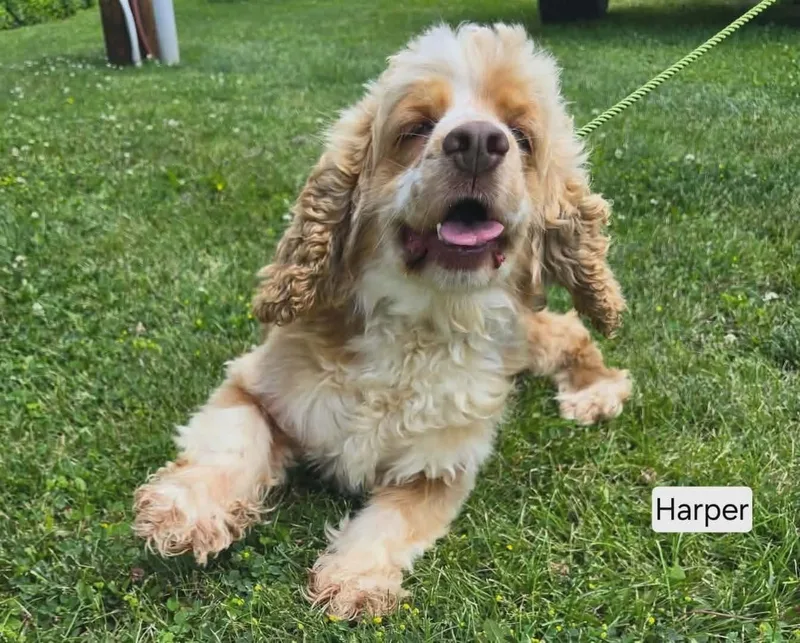 Harper