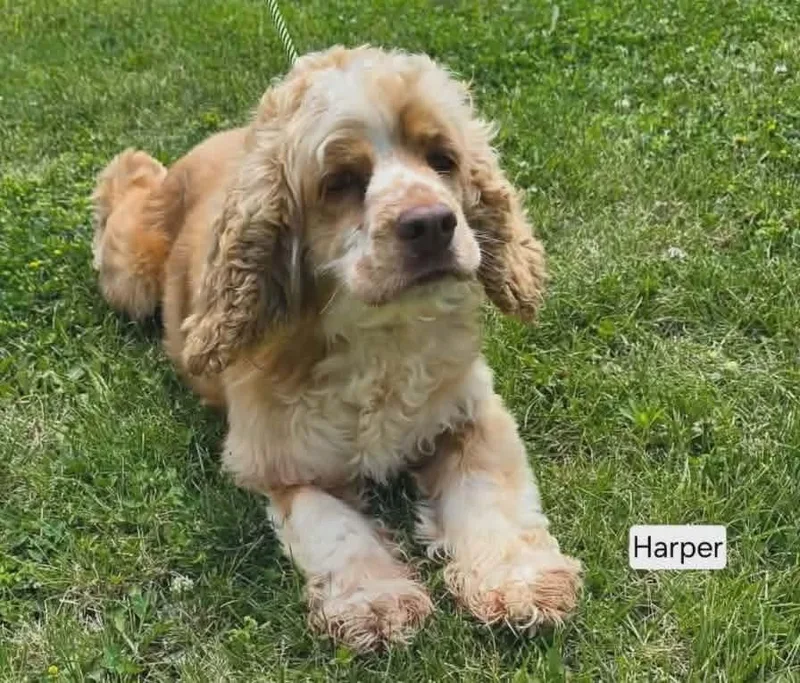Harper thumbnail 2