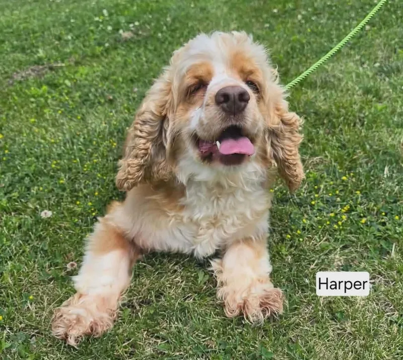 Harper thumbnail 3