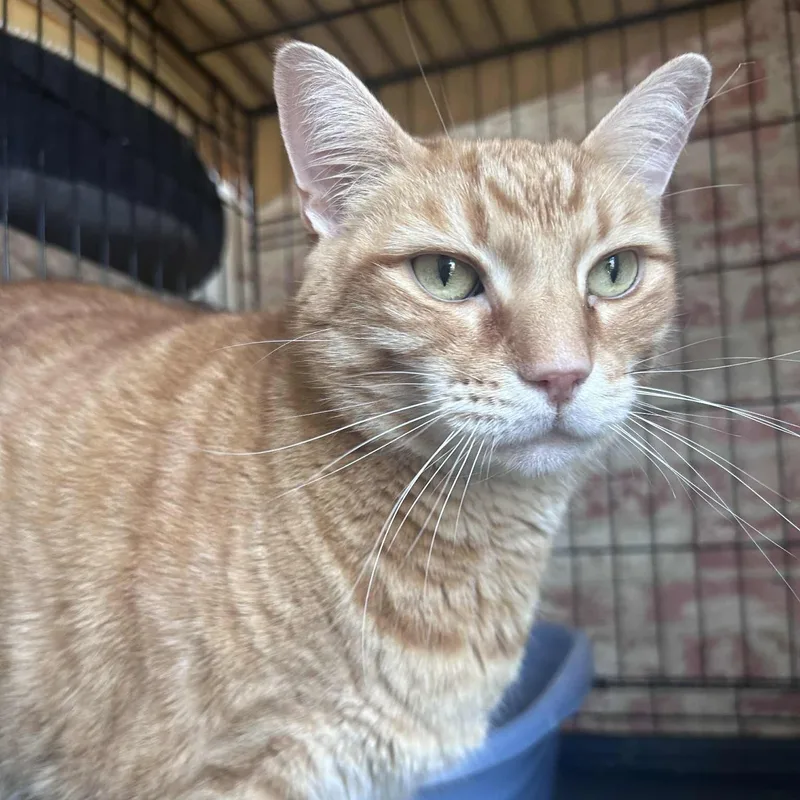 An adult large-sized male Tabby (Orange / Red) Domestic Short Hair cat named Shawn for adoption in Huntington, NY
