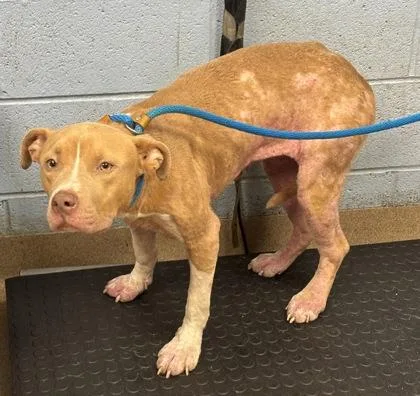 An adult medium-sized female Mixed Breed dog named Wyoming for adoption in Chamblee, GA