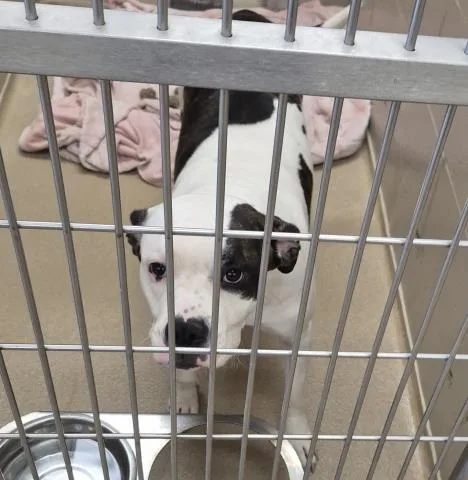 An adult medium-sized female Pit Bull Terrier dog named Bacon for adoption in Decatur, IL