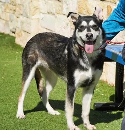 An adult medium-sized female Siberian Husky dog named Rogue for adoption in North Richland Hills, TX