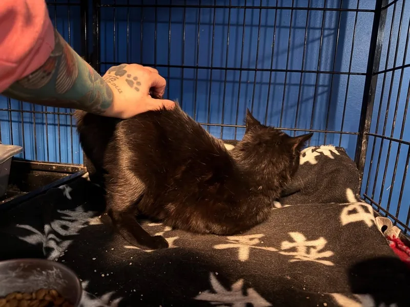 An adult medium-sized female Black Domestic Short Hair cat named Wednesday for adoption in Rochester, NY