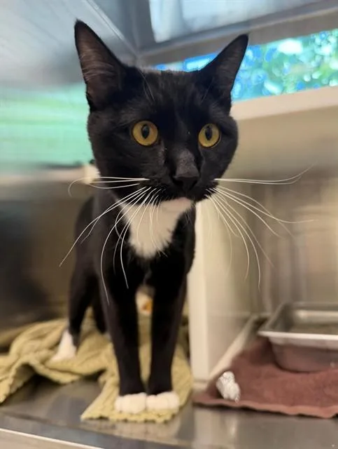 A young medium-sized male Domestic Short Hair cat named Melton for adoption in Brighton, CO