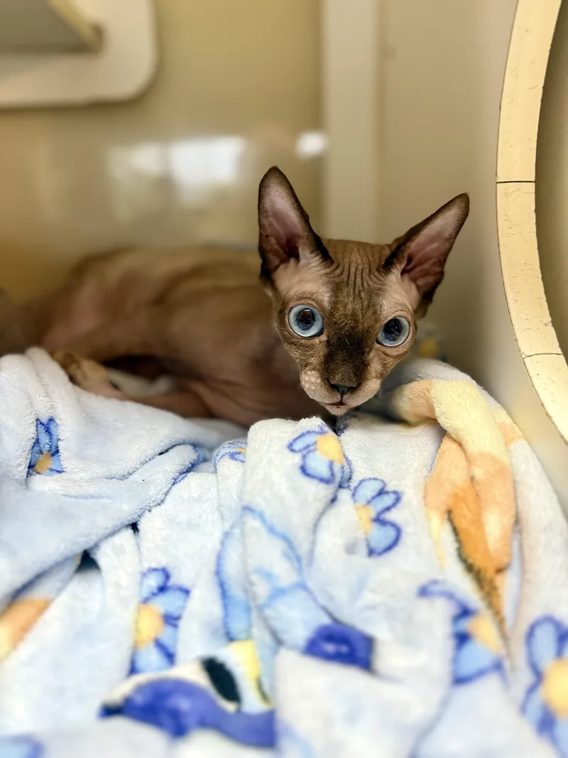 An adult large-sized male Sphynx / Hairless Cat cat named Armani for adoption in Jacksonville, AR