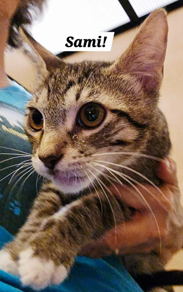 A baby small-sized male Tabby cat named Sami for adoption in San Antonio, TX