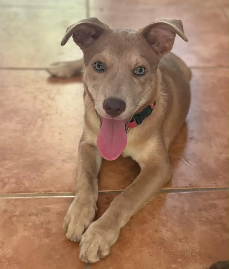 A baby medium-sized male Retriever dog named Wolfe for adoption in Jenkintown, PA