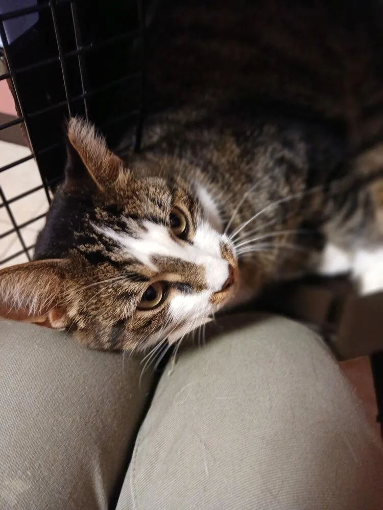 An adult medium-sized female Domestic Short Hair cat named Mushu for adoption in Clinton Township, MI