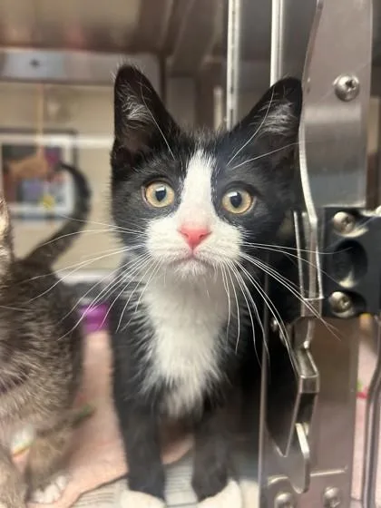 A baby small-sized female Domestic Short Hair cat named Woopie Pie for adoption in West Chester, PA