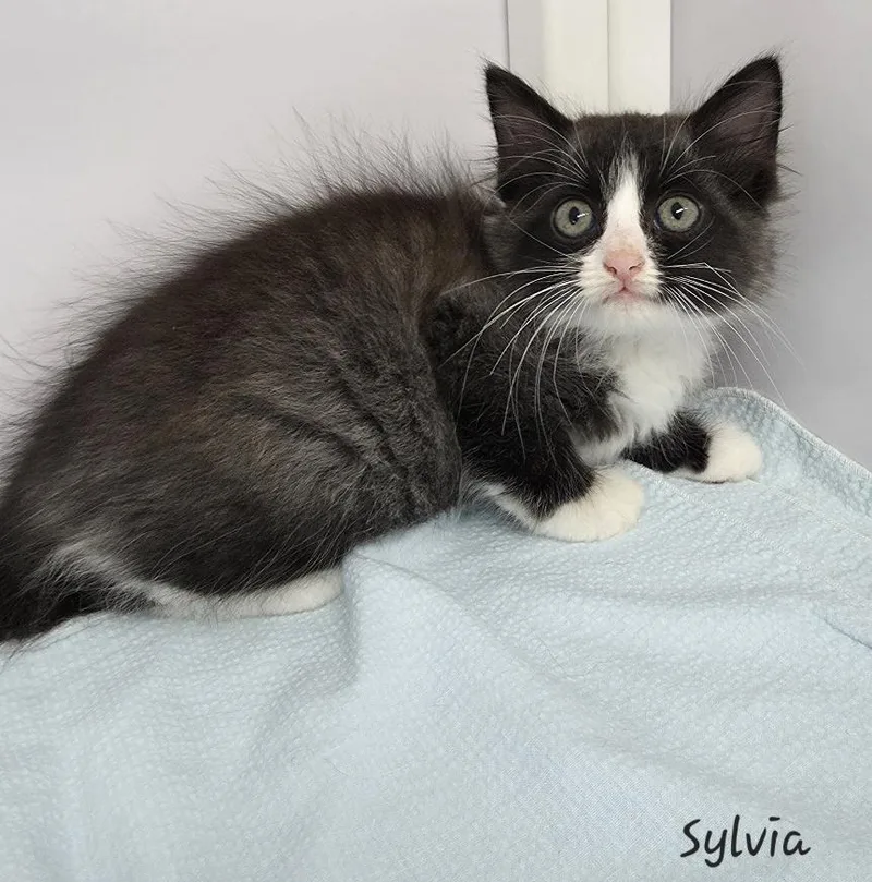 Sylvia thumbnail 3