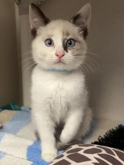 A baby medium-sized female Domestic Short Hair cat named Two I AM for adoption in East Brookfield, MA