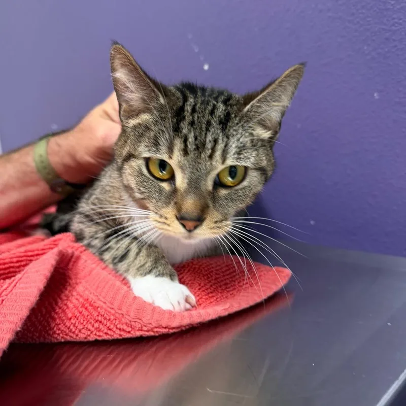 A young medium-sized female Brown / Chocolate Domestic Short Hair cat named River for adoption in Englewood, FL