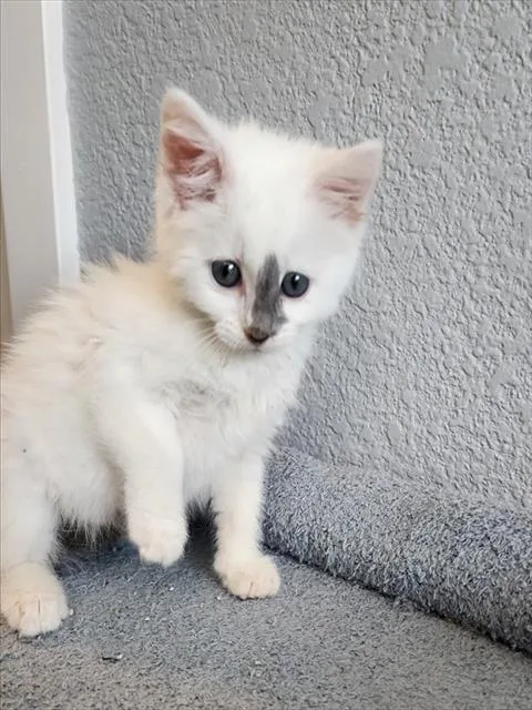 A baby small-sized female Domestic Long Hair cat named Biscuit for adoption in Colorado Springs, CO