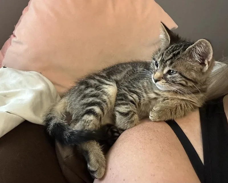An adult small-sized male Tabby (Brown / Chocolate) Domestic Short Hair cat named Bow for adoption in Mishawaka, IN