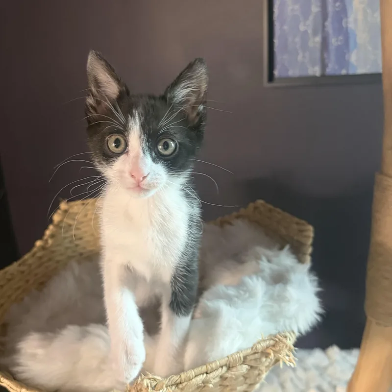 A baby medium-sized male Black & White / Tuxedo Domestic Short Hair cat named Lasagna for adoption in Memphis, TN