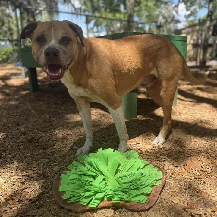 A senior medium-sized male Yellow / Tan / Blond / Fawn Boxer dog named Huma for adoption in St. Augustine, FL