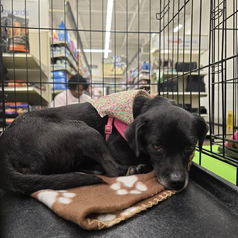 Odela Orthw thumbnail 3