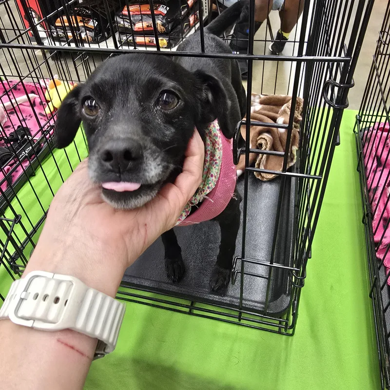 Odela Orthw thumbnail 4