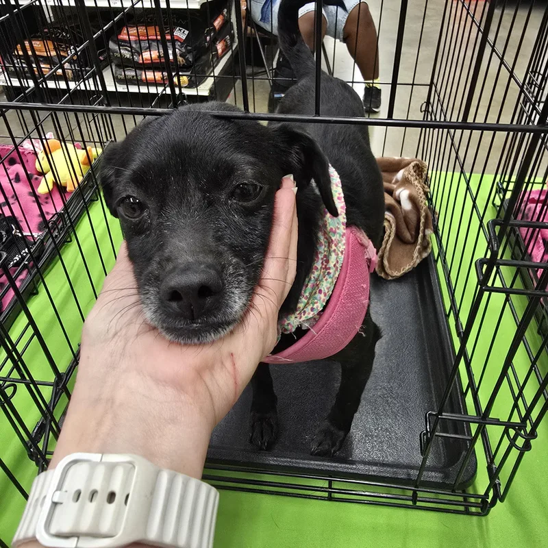 Odela Orthw thumbnail 5