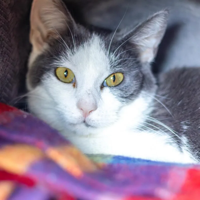 A young medium-sized female Gray / Blue / Silver Domestic Short Hair cat named Shortie for adoption in Wilmington, DE