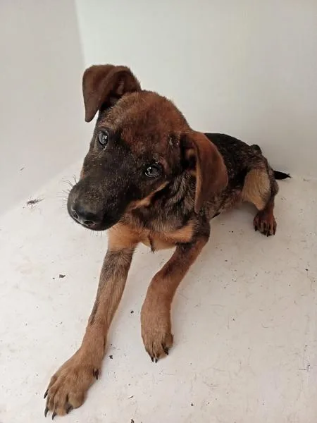 A baby small-sized male Shepherd dog named Patches for adoption in Mobile, AL