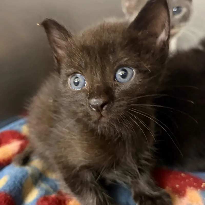 A baby small-sized female Black Domestic Short Hair cat named Joplin for adoption in Lake Jackson, TX