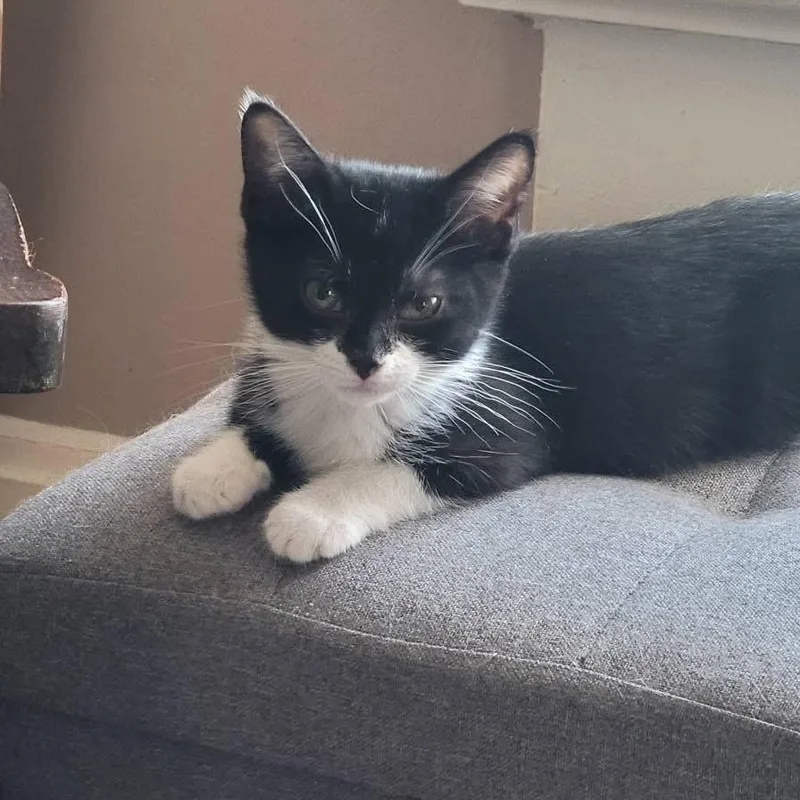 A baby medium-sized female Black & White / Tuxedo Domestic Short Hair cat named Summer for adoption in Muncie, IN
