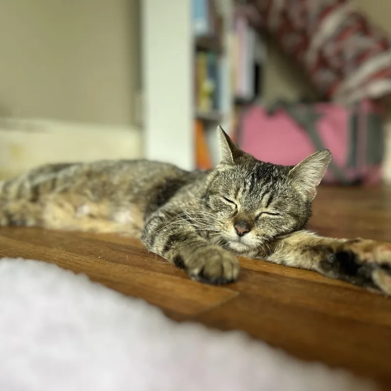 An adult small-sized female Domestic Short Hair cat named Royal Gala for adoption in Dearborn, MI