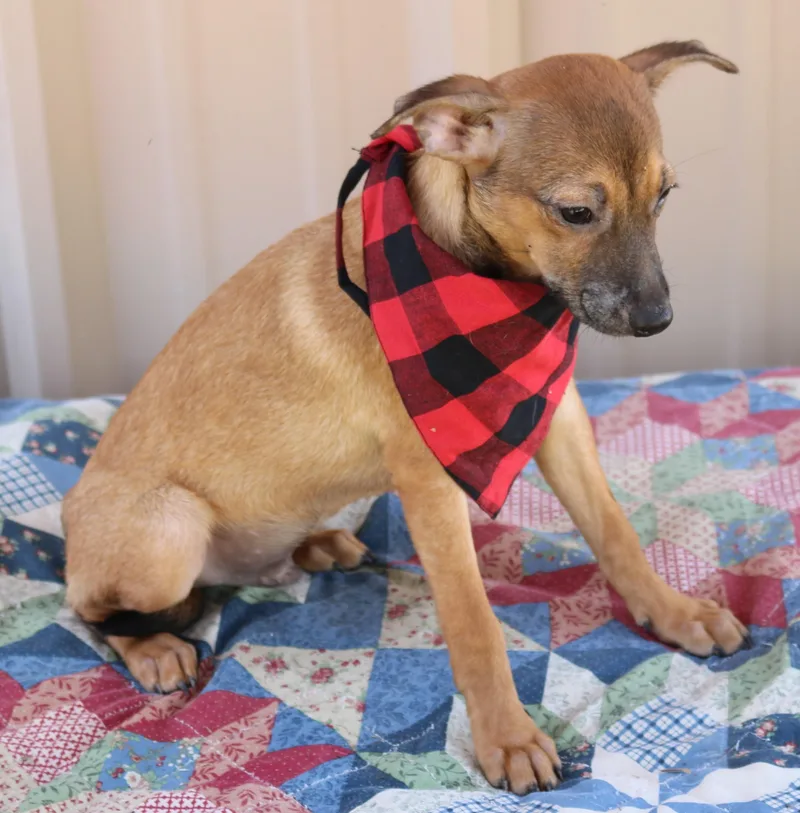 A young small-sized male Brown / Chocolate Fox Terrier dog named Sean for adoption in Bandera, TX