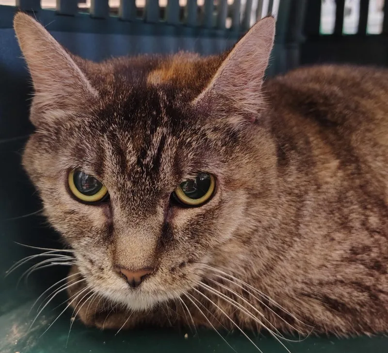 An adult small-sized female Domestic Short Hair cat named Peanut for adoption in Saint Clairsville, OH