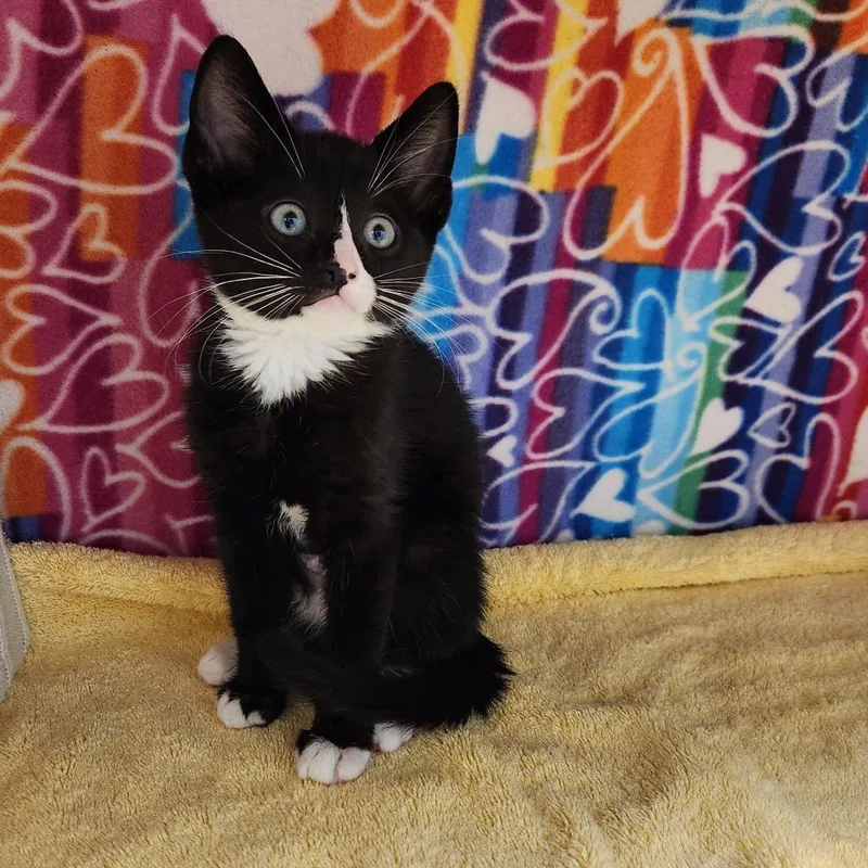 A baby small-sized male Black Domestic Short Hair cat named Dmitri for adoption in Naples, FL