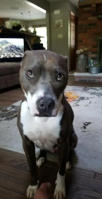 Juniper "junie" thumbnail 4