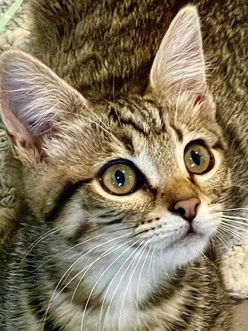 A baby medium-sized female Domestic Short Hair cat named Margherita for adoption in Oakland, CA