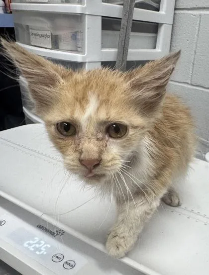 A baby small-sized male Domestic Short Hair cat named Simon for adoption in West Chester, PA
