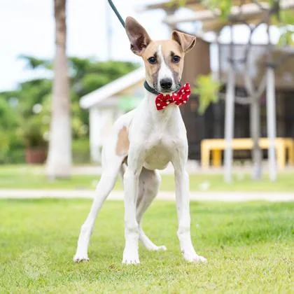 A young small-sized male Parson Russell Terrier dog named Pongo for adoption in Honolulu, HI